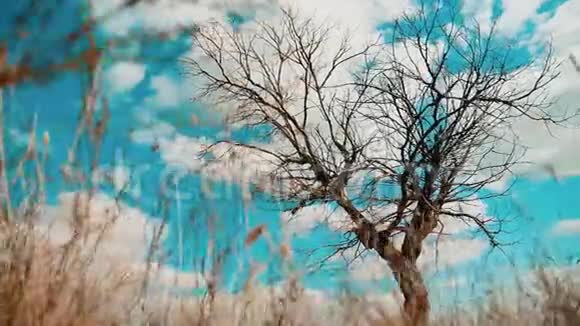 干树干草动秋叶生活方式干树靠蓝天枝上背景自然秋天视频的预览图