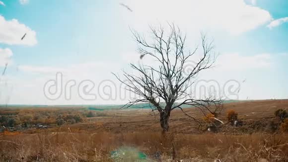 干树干草动秋叶干树反生活方式蓝天枝背景自然秋天视频的预览图