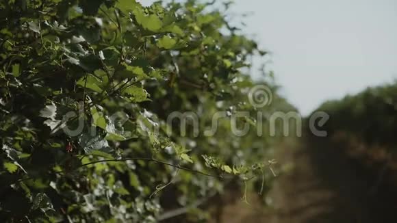 在阳光明媚的春天葡萄园里的葡萄树迎风招展没有人视频的预览图