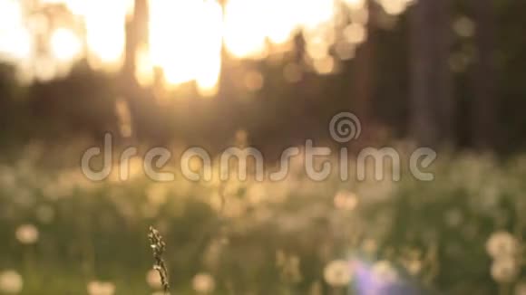 阳光下蒲公英草地的美丽景色视频的预览图