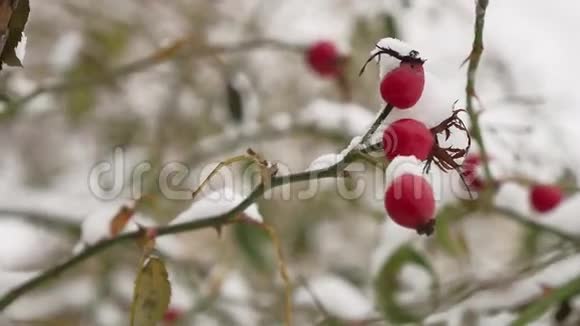 野玫瑰红色浆果灌木和浆果覆盖着雪冬霜视频的预览图