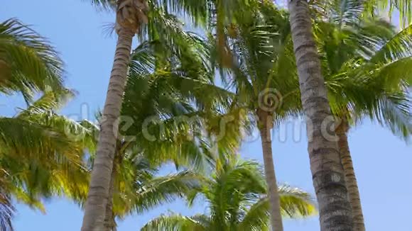 阳光明媚的一天迈阿密棕榈顶风移动4k佛罗里达美国视频的预览图