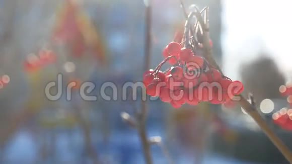 罗文枝红色浆果冬季自然雪蓝色背景视频的预览图
