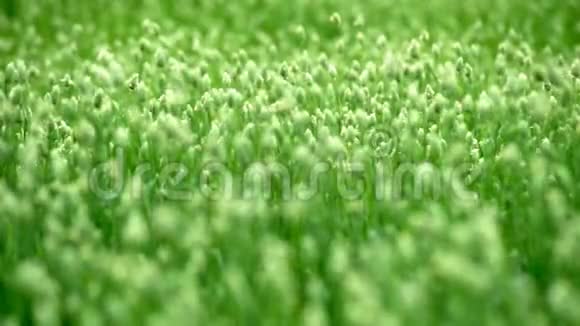 田野上的三叶草视频的预览图