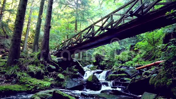 森林河流在桥下流动视频的预览图
