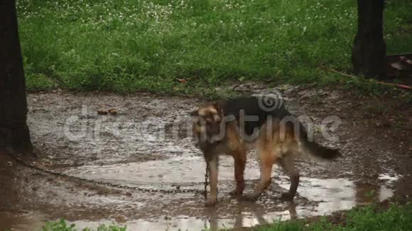 在雨中被囚禁的狗视频的预览图