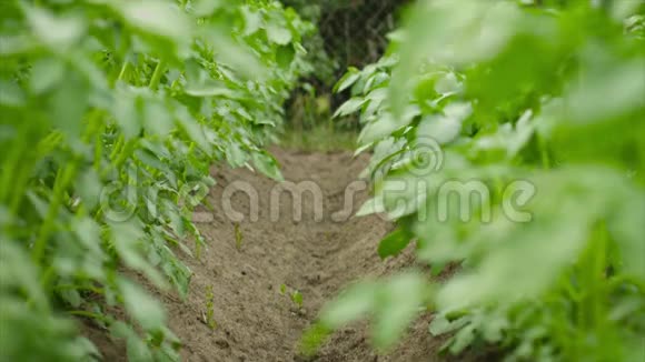 一排排种植土豆的绿色植物视频的预览图