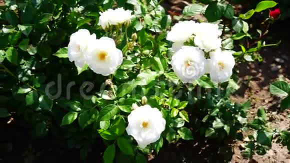 美丽的白色玫瑰枝在夏季绿色公园视频的预览图