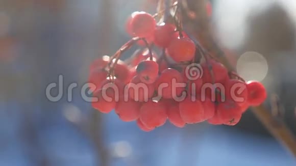 罗文枝冬红浆果蓝底雪视频的预览图