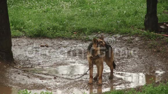 痛苦和折磨在雨中被囚禁的狗视频的预览图