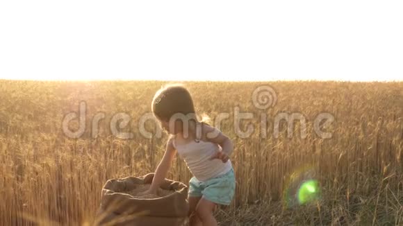 手里拿着小麦的孩子婴儿把谷物放在手掌上一个小孩正在麦田里的袋子里玩谷物视频的预览图