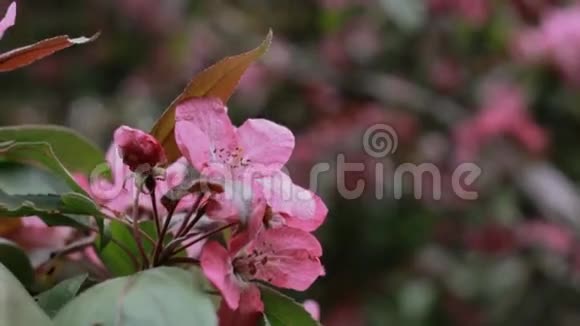 粉红色的花开在樱花树的枝上视频的预览图