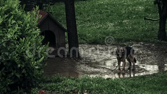 5雨中受刑的狗视频的预览图