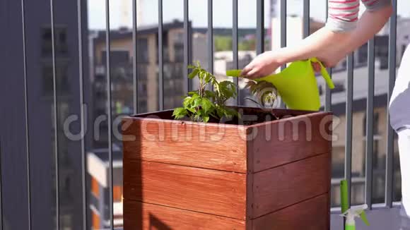 园艺和园艺在城市的一个露台上的盒子里种植着少女葡萄视频的预览图