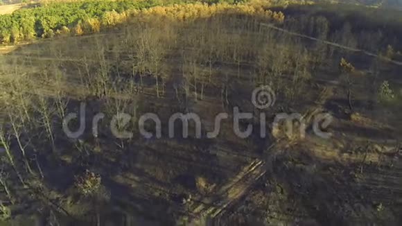 松树和杨树林被烧毁鸟瞰视频的预览图