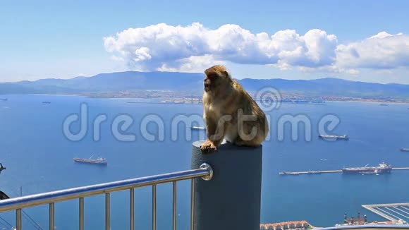 野生的直布罗陀猴子视频的预览图
