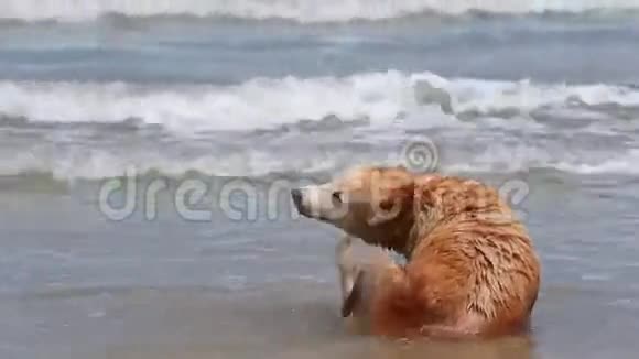狗坐在沙滩上享受海景视频的预览图