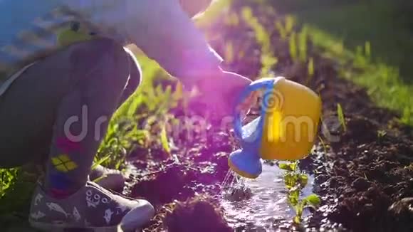 一个小浇水的孩子可以给院子里的草浇水年轻的园丁视频的预览图