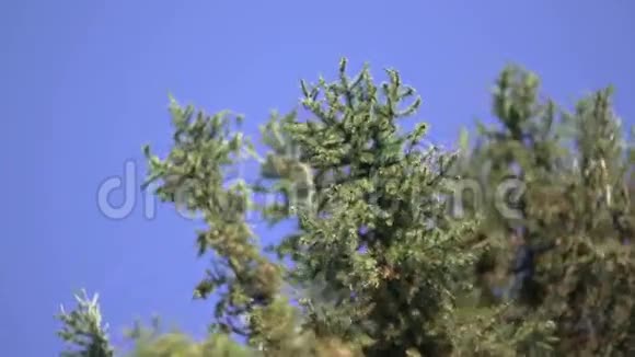 松树枝对蓝天视频的预览图