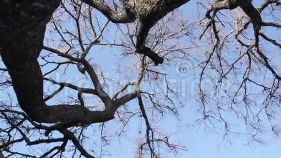 树干和树枝的树视频的预览图