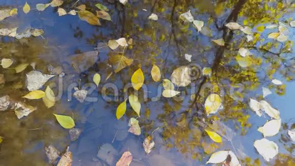 秋天的秋叶漂浮在水坑里视频的预览图
