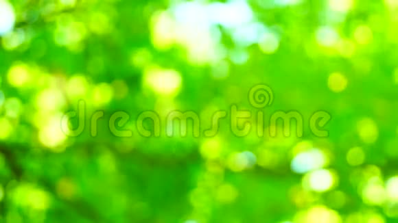 有明亮阳光的离焦森林自然背景美丽的太阳透过风树绿叶的吹拂而闪耀视频的预览图