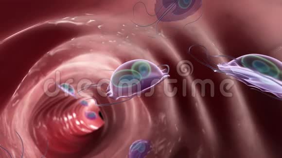 一种贾第虫寄生虫视频的预览图