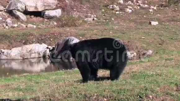 一只孤独的大黑熊视频的预览图