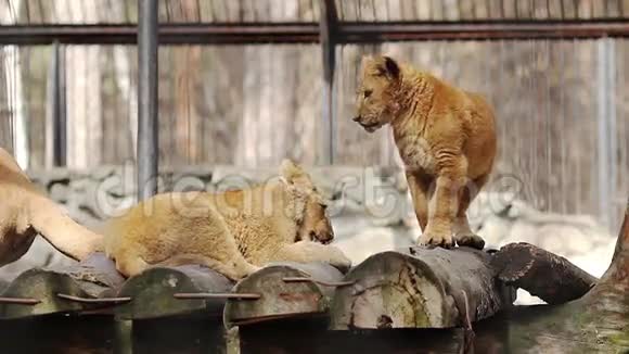 狮子幼崽在玩弄母狮的尾巴视频的预览图