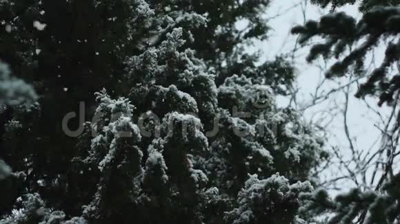 美丽的冬日与降雪03视频的预览图