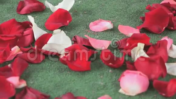 红色白色玫瑰花瓣散落在绿色地毯上视频的预览图