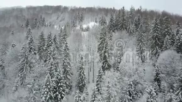 鸟瞰覆盖松树的冬山低飞越雪云杉林野生动物的美丽视频的预览图