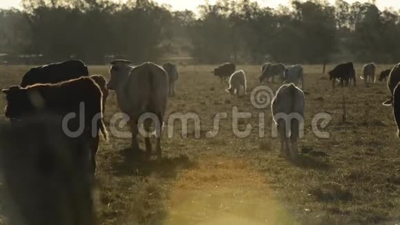 一群公牛和母牛视频的预览图