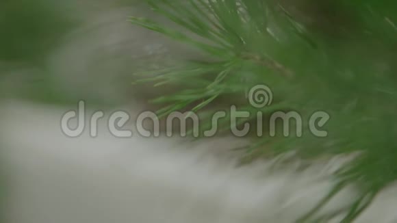 松树上的圆锥体针叶树雪松上的绿锥视频的预览图