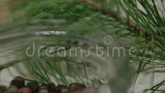 松树上的圆锥体针叶树雪松上的绿锥视频的预览图