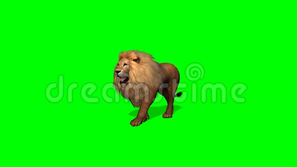 狮子行走绿色屏幕视频的预览图
