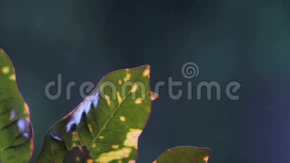 背景模糊的植物雨景视频的预览图