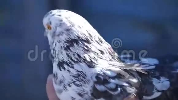 视频人手里拿着一只鸽子一只母鸽转过头来视频的预览图
