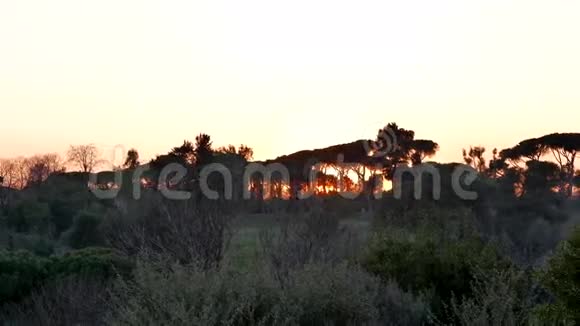 日落时的南方树意大利罗马4K视频的预览图