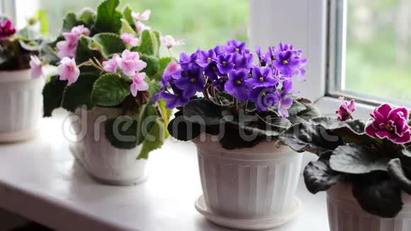 女人摘下花盆在窗台上绽放着美丽的盛开的温柔的紫罗兰红色的粉红色的紫罗兰视频的预览图