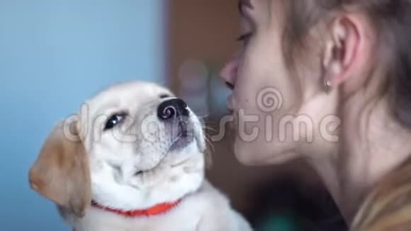 一只小玩狗拉布拉多视频的预览图