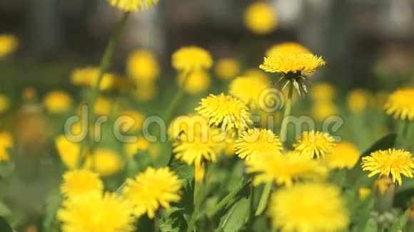 绿色草地上美丽的黄色蒲公英视频的预览图