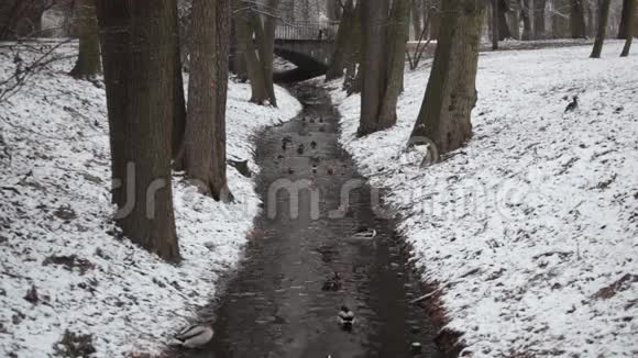 鸭子漂浮在一条不结冰的小溪里视频的预览图