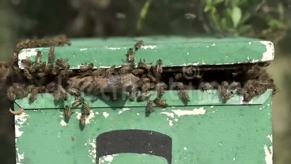蜂群刚搬进聚苯乙烯公寓视频的预览图