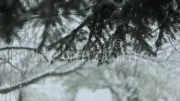 美丽的冬日与降雪02视频的预览图