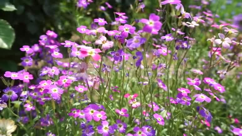 盛开的紫色花束在风中摇曳视频的预览图