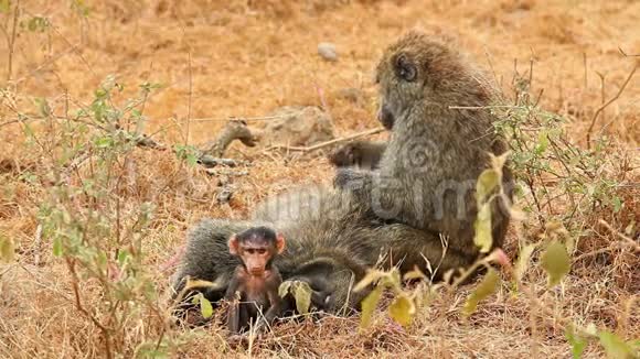 狒狒家庭美容纳库鲁公园视频的预览图