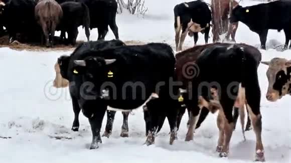 一头白斑牛和其他黑牛视频的预览图