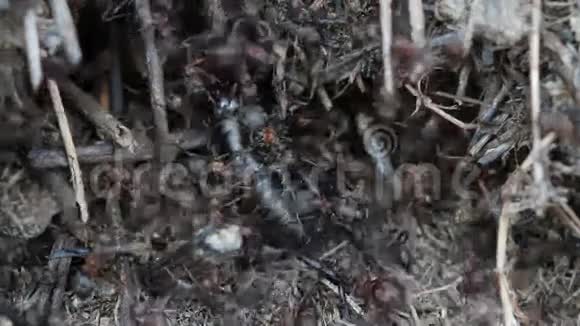 蚂蚁在蚁丘上捉蟋蟀视频的预览图