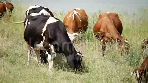在夏季景观中放牧奶牛视频的预览图